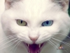 Benutzeravatar